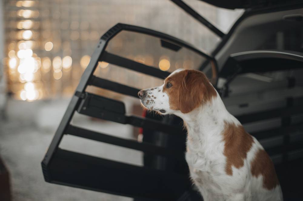 Dog transport crates